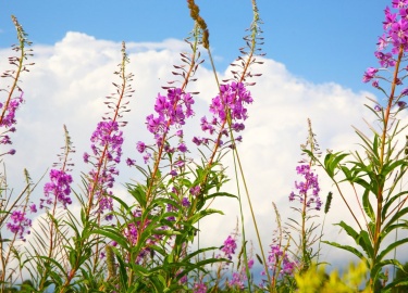 В чем проявляются лечебные свойства иван-чая. Как помогает подобный напиток при заболеваниях ЖКТ и при простатите.

