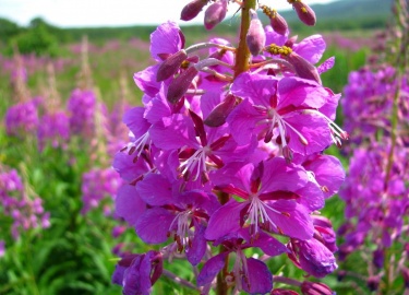 Что такое кипрей узколистный (иван-чай) и в чем его полезные свойства. Описание кипрея, польза и возможный вред иван-чая для мужчин и женщин, проти...