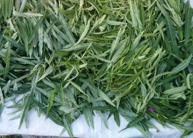 Каким образом происходит ферментация иван-чая. Особенности заготовки листьев и цветков кипрея узколистного.
