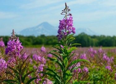 Что такое кипрей узколистный (иван-чай) и в чем его полезные свойства. Описание кипрея, польза и возможный вред иван-чая для мужчин и женщин, проти...