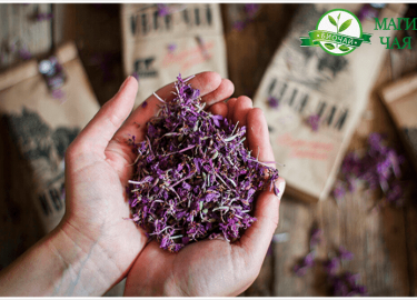 Как приготовить иван чай правильно на зиму, в домашних условиях. Пошаговые рецепты приготовления сухого, холодного, горячего, ферментированного нап...