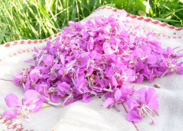 В чем состоит польза цветков иван-чая для организма человека. Как копорский чай помогает справиться с различными болезнями.
