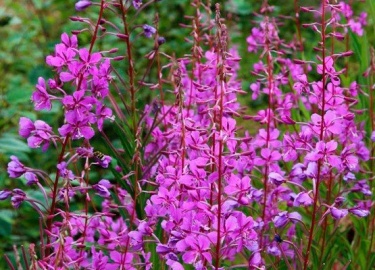 Иван чай популярное растение из которого делают полезный для организма напиток. Ферментацию можно делать через мясорубку.
