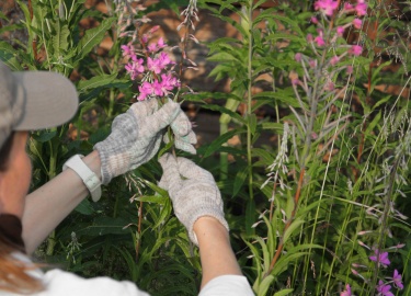 Как сушить иван чай. Как, когда правильно собирать, сушить, готовить в домашних условиях в духовке траву, ферментировать кипрей, делать чай. При ка...