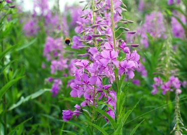 Иван чай (научное название - Кипрей) очень полезное, для организма, растение. Также полезными свойствами обладают цветки иван Чая.

