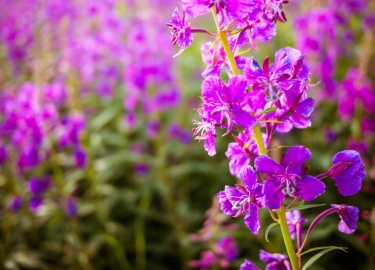 Какими особенностями обладает кипрей узколистный. В каком направлении используется травяной сбор.
