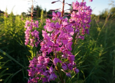 Какими особенностями обладает кипрей узколистный. В каком направлении используется травяной сбор.
